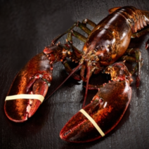 푸릇푸릇 활 랍스터 랍스타 바닷가재 버터구이 요리 용 lobster 캐나다 자숙랍스터 랍스터테일 500g 1kg, 활 랍스터 1kg 1마리