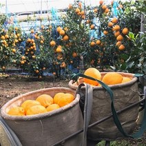 제주직송 고당도 천혜향 한라봉 3kg 5kg 가정용 선물세트, 5kg 중과(16~24과)