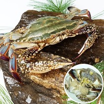 태안 신진도 가을활꽃게 2KG 8미내외, 1개