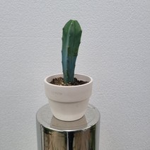 무배특가 도토리스팟 용신목 용심목 소품 15-25cm 89 다육식물 다육이 선인장