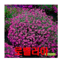 희귀씨앗 까마귀 가장자리가 새는 로벨리아 씨앗 20립, 1개