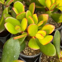 [올식스] 염좌 다육식물 다육이 키우기