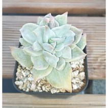 늘꽃다육 헤리왓슨금 분체배송. 키우기쉬운국민다육 다육식물 다육 다육이 화분