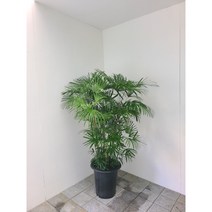 종려죽 대형 실내공기정화식물 반려식물 플랜테리어 온누리꽃농원