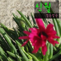 신월(신려) (겹송엽국/노지월동) 지름 9cm 소품다육화분, 3개