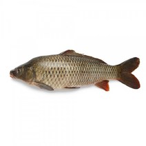 잉어엑기스 자연산 잉어즙 / 국내산 100% / 60포 1박스