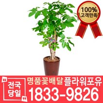 대엽홍콩 개업축하화분배달 개업식 개업선물 집들이 거실화분