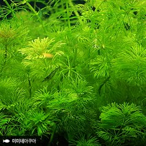 암브리아 3촉, 1개
