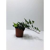 하트아이비화분