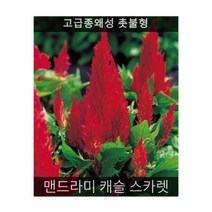 식용꽃 씨앗 모음 ... - (비올라 페니 비콘스필드 10립), 맨드라미 캐슬 스카렛 20립