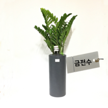 [목요일의 식물] 대형 금전수 블랙 원통 FRP화분 100cm내외