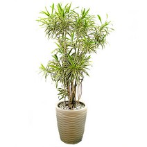 송오브인디아 (OW-0070)[개업화분/축하/사무실이전]