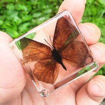 리얼 곤충 수지 표본 삽갑 거미 게 달팽이 전갈 물고기 해양 식물 호박 동물 수지 진충, 수박빨강날개은회색나비개