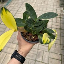 [가든테라스] 황금대명석곡 단정학, 1개