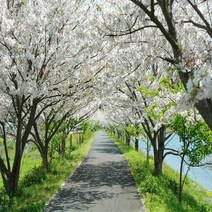 착한가격나무생각 왕벚나무 접목1년(1등묘) 5주묶음, 주