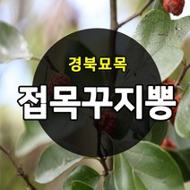 [경북농원] 접목구지뽕묘목(접목꾸지뽕) 약용수 특묘