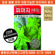 23년산 피마자 씨앗 500립- 아주까리 씨앗