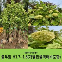 착한가격 나무생각 불두화 H1.7~1.8(1m70cm~1m80cm)개별화물택배비포함