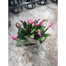 게발선인장-레드/겨울에 꽃을 피우기에 크리스마스선인장