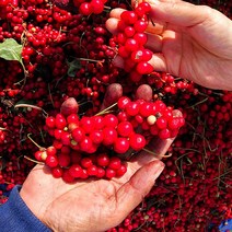 문경 황금 생 오미자, 황금 생 오미자 5kg(세척), 추가 구성 페트통 13L