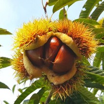 (2022년 수확 햇밤) 공주밤 정안 알밤 옥광밤 생밤 생율 햇밤 2kg 4kg, 알밤 대 2kg