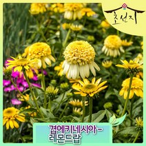 [초선지] 겹에키네시아 Echinacea 야생화 포트묘 정원, 레몬드랍, 1개