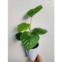 휘커스움베르타 중품 40~70cm 119, 1개