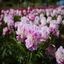 [용이네 화원] 탐스럽고 아름다운 겹작약 함박꽃 작약구근 199 농원