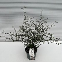 [다은꽃농원]마오리코로키아 그린 크로키아 키우기쉬운 실내공기정화식물 인테리어