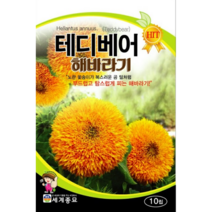 테디베어 해바라기 씨앗 10립 / 꽃씨 키우기 화단가꾸기