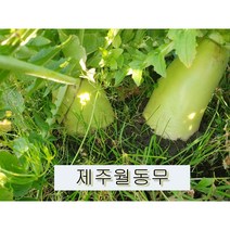 [돌팡]제주월동세척무 10KG 20KG, 10kg(9~11내외)