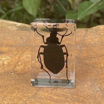 음성인식 ai 스피커 실제 곤충 표본 수지 동물 거미 다양한 게 전갈 풍뎅이 컬렉션 과학 어린이인지 장난, 02 03