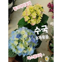 수국-2개묶음/수국의 꽃말 색마다 다른 수국의 꽃말