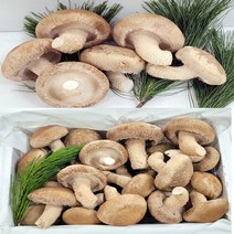 송이버섯(송향버섯) 송화버섯 송고버섯 오전12시전주문시 내일도착(주말 및 공휴일 제외), 1박스, 알뜰형 1kg