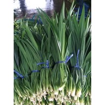 판다뉴스(Pandanus)-3kg, Saba Banana(사바 바나나-필리핀), 1box, 10.5kg