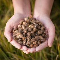 봉래 국산 도꼬마리(창이자) 200g/도꼬마리열매/창이자열매/독고마리 식품 > 건강식품 전통건강식품 기타전통건강식품/한방재료, 1, 200g, 200g” class=”wr-img”></a></div>
</p></div>
</p></div>
</p></div>
<div class=