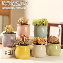 다육화분 다육이 심폴 화분 식물 미니 화분세트, 도자기, 옵션1