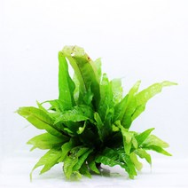 [A2BE 수초] 음성수초 미크로소리움 빅페터 / 1벌브 8~10잎 분량 / 10벌브 1세트