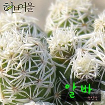 [허브여울선인장] 알바 (선인장) 지름 9cm 소품 다육화분, 3개