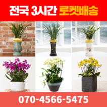 [ 전국 당일 3시간 배송 ] 동양란 / 서양란 전지역 3시간 배송! 전국꽃배달 (주)화신플라워, 16. 만천홍 (특대)
