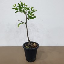 대추나무 복조대추화분묘 접목1년생 화분채배송, 1개