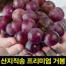 거봉씨없는거봉1KG 특급 칠레거봉포도 거봉포도 칠레거봉 고씨네, 1kg