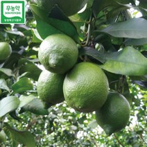 [MD추천] 친환경제주레몬영농조합 무농약인증 그린레몬 3kg 5kg, 1개
