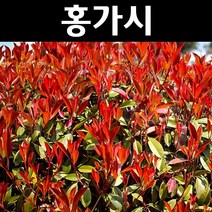 홍가시(레드로빈) 나무 묘목 H60cm내외 포트5개/조경수 생울타리, 5개