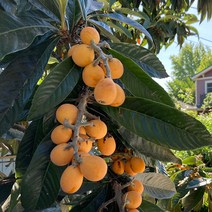 비파나무 묘목 5년생 (포트묘) 약용수