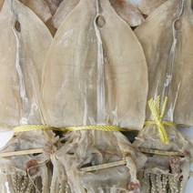 건어물천국 신선한 당일바리 오징어 10+10 엄선된 특상품 건오징어, 1.5kg(20미)