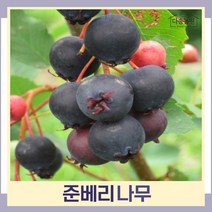준베리나무 묘목 발레리나 4치장포트 1개