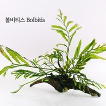 미미네플랜츠 볼비티스 2벌브, 단품