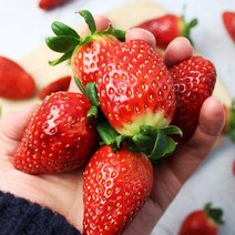 새콤달콤 담양 생딸기 설향 딸기 1kg 500g, 설향딸기500g(대과)