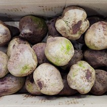 야채24닷컴 알비트 레드비트 10kg, 1개